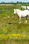 Marais de Brouage