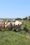 Les Saloches - St Martin du Gua