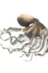 Exhibition on traditional Gyotaku